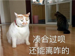 老年人白內障不應該將就